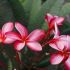 Plumerias